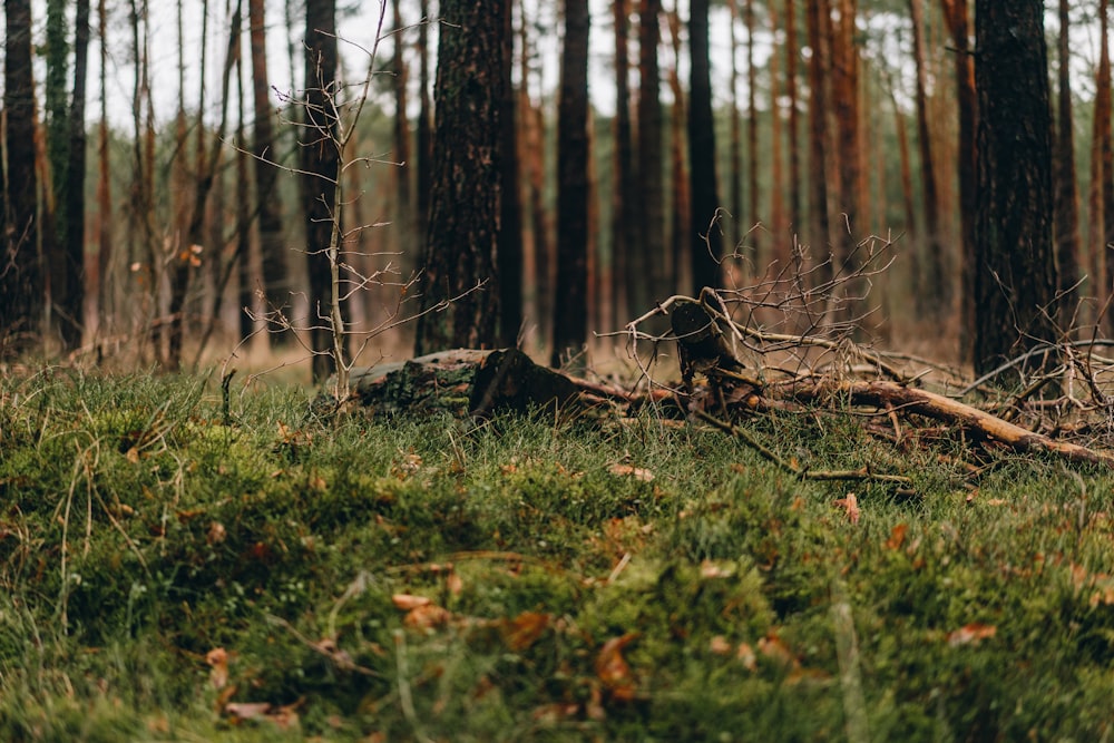 uma árvore caída no meio de uma floresta