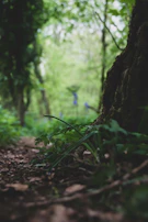 Close-up of a serene forest scene captured in natural photography style.