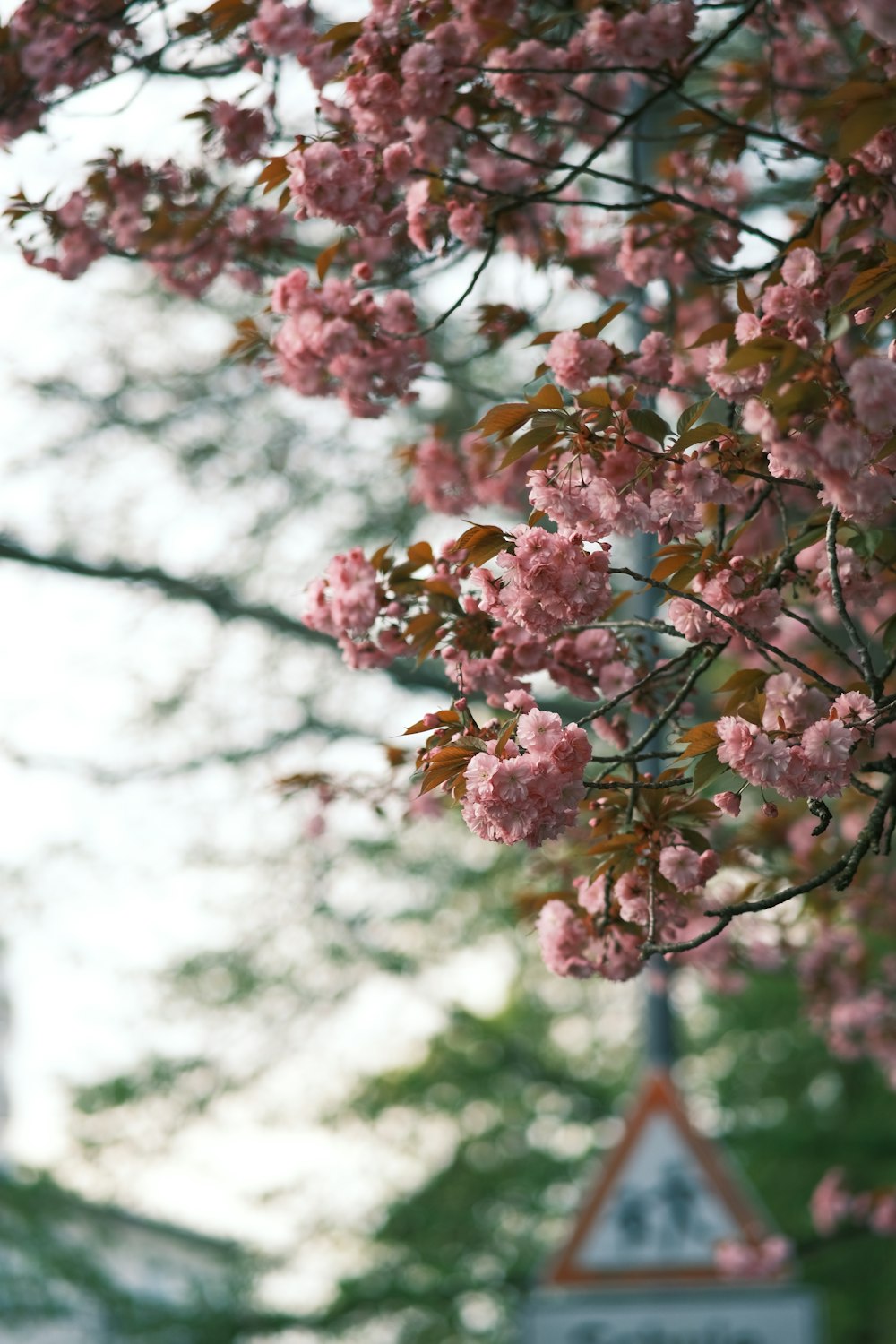 a clock on a pole in front of a tree with pink flowers
