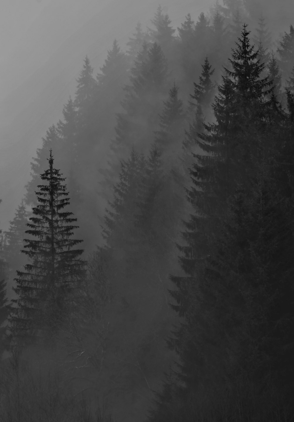 Une photo en noir et blanc d’une forêt brumeuse