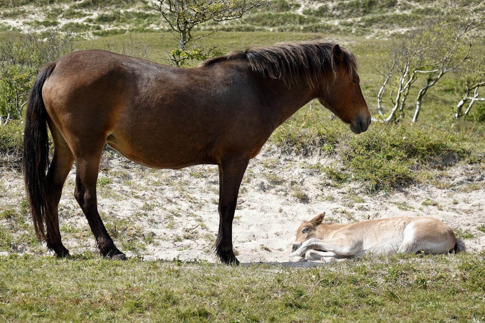 a brown horse standing next to a white horse