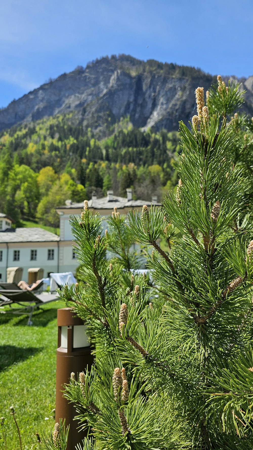 a pine tree with a mountain in the background