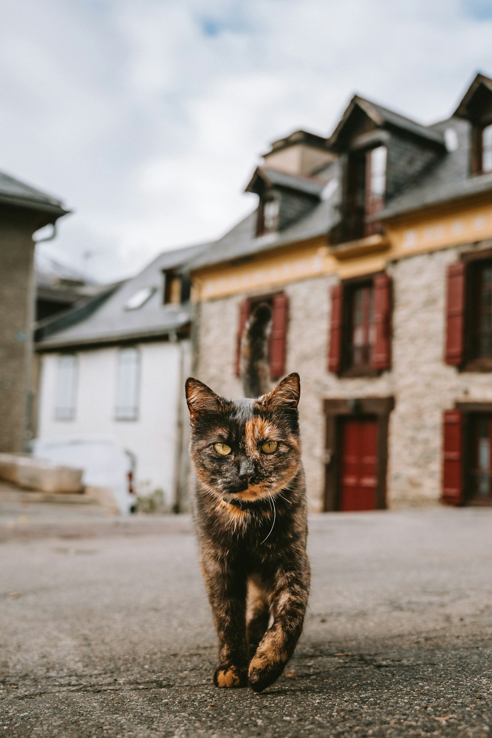 a cat that is walking down a street