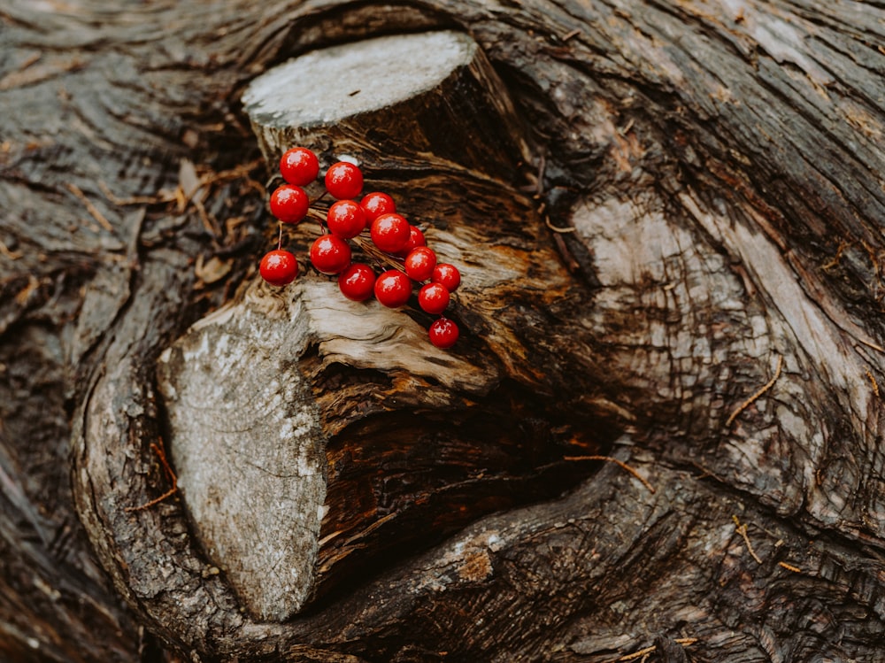 a bunch of red berries sitting on top of a tree