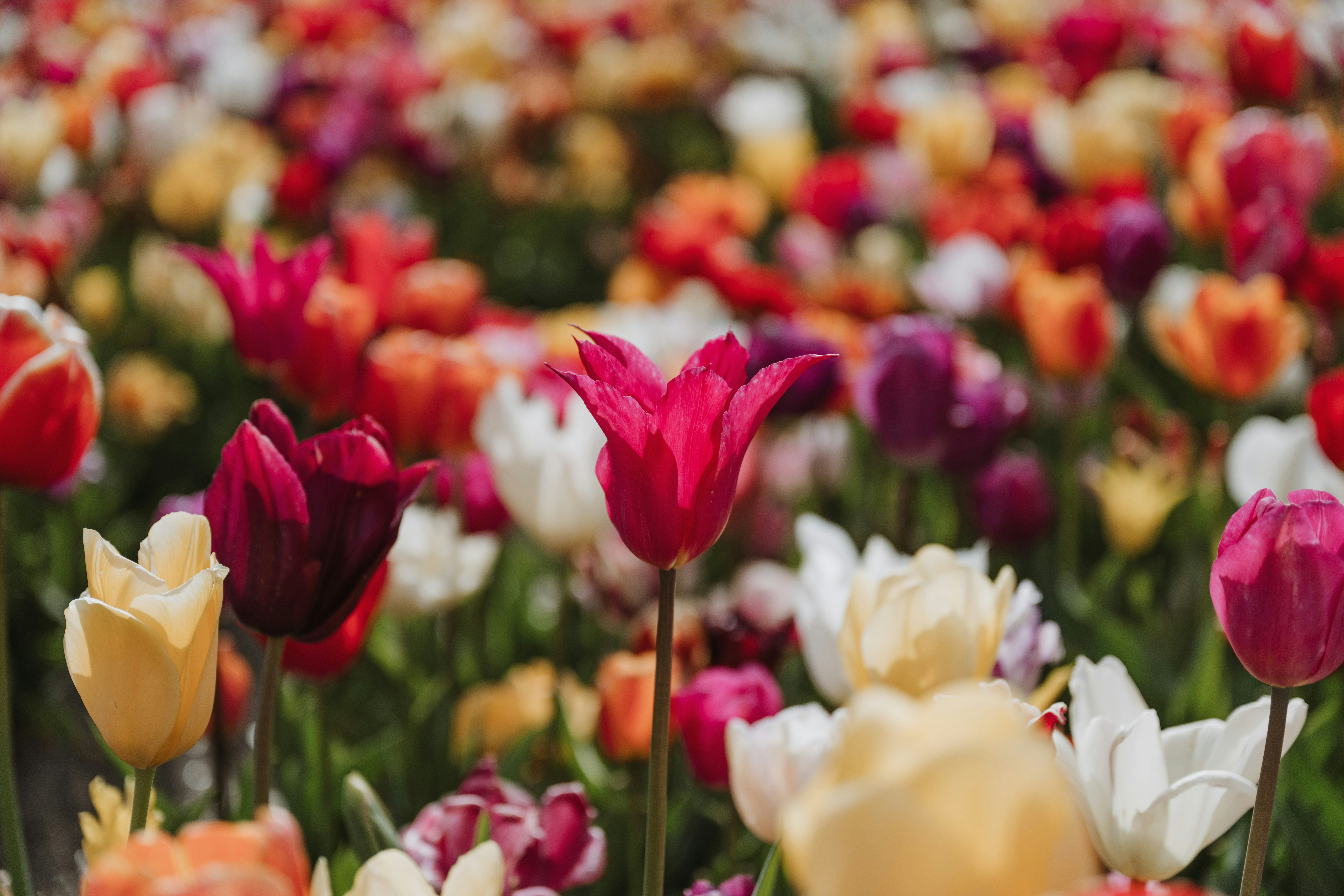 Photo by anitaaustvika