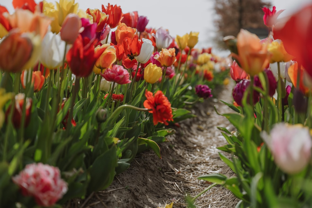 a field full of colorful tulips and other flowers