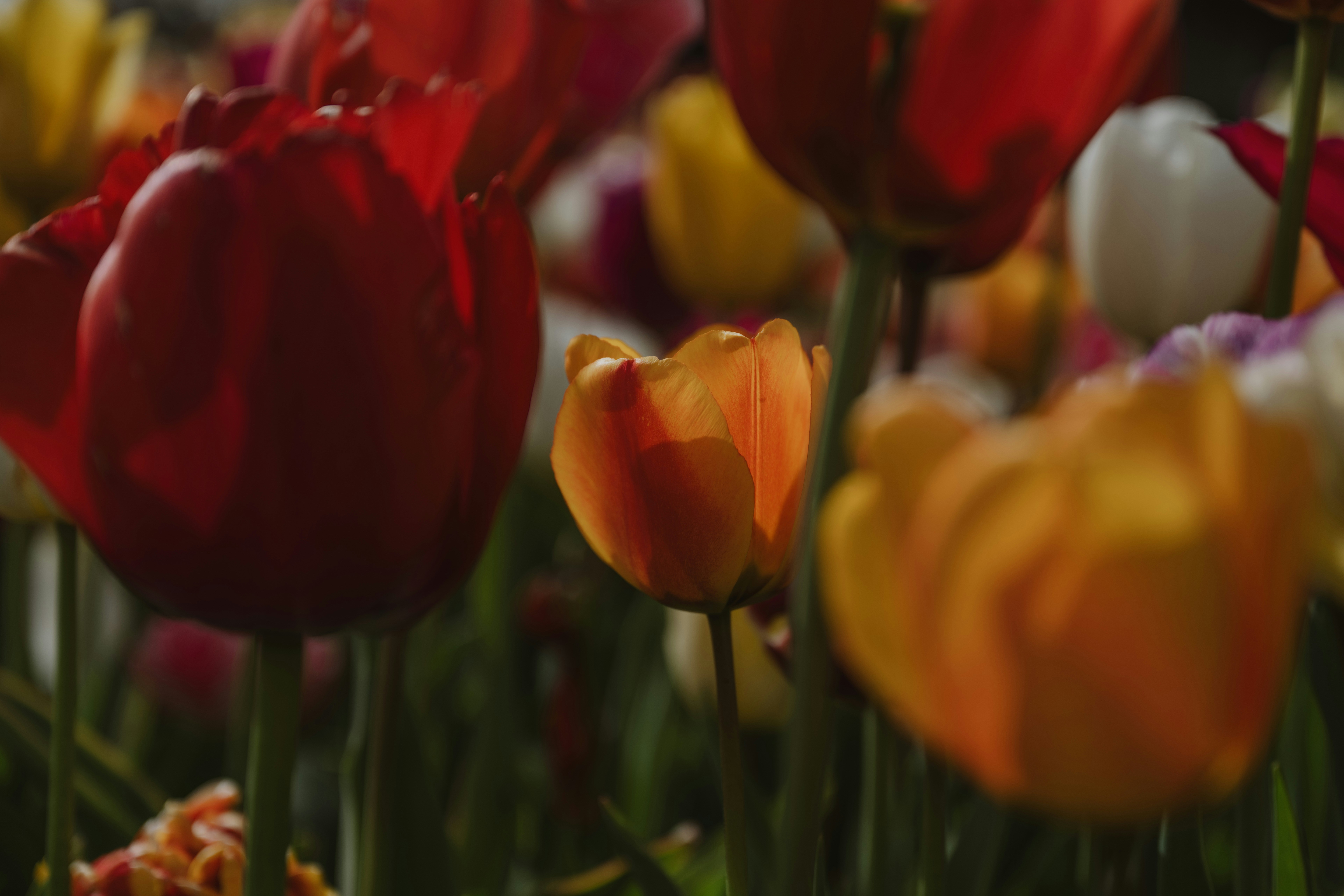 Photo by anitaaustvika