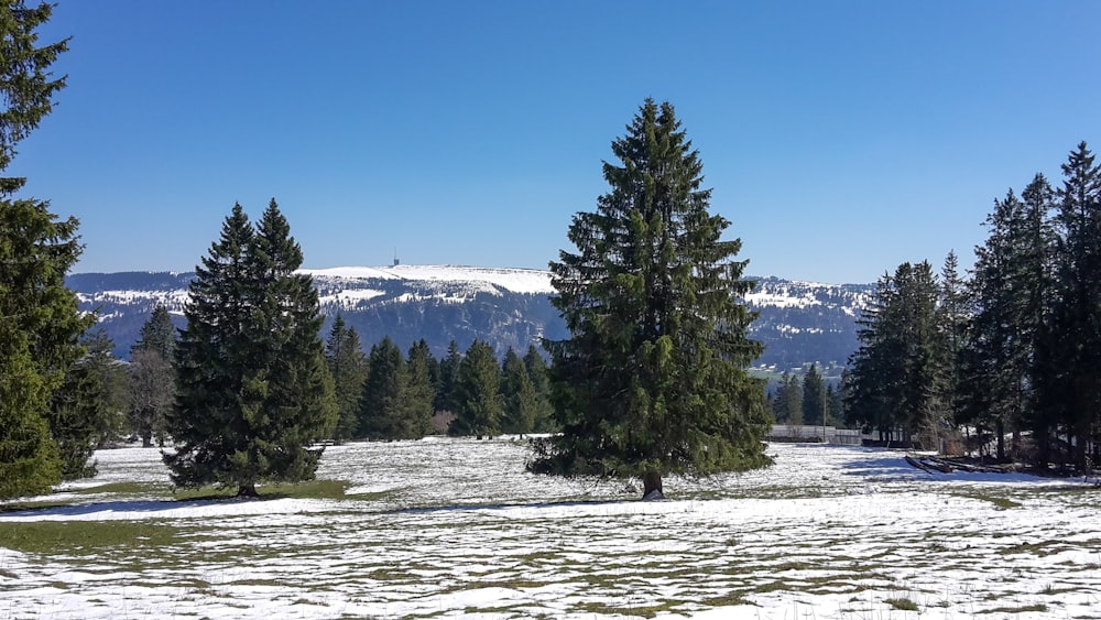 un champ enneigé avec des arbres et des montagnes en arrière-plan