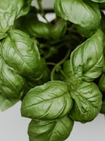 a close up of a bunch of green leaves