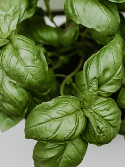 a close up of a bunch of green leaves