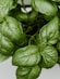 a close up of a bunch of green leaves