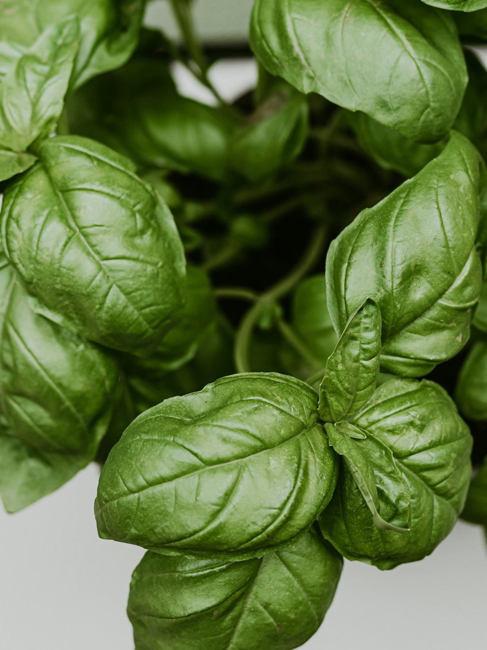 a close up of a bunch of green leaves