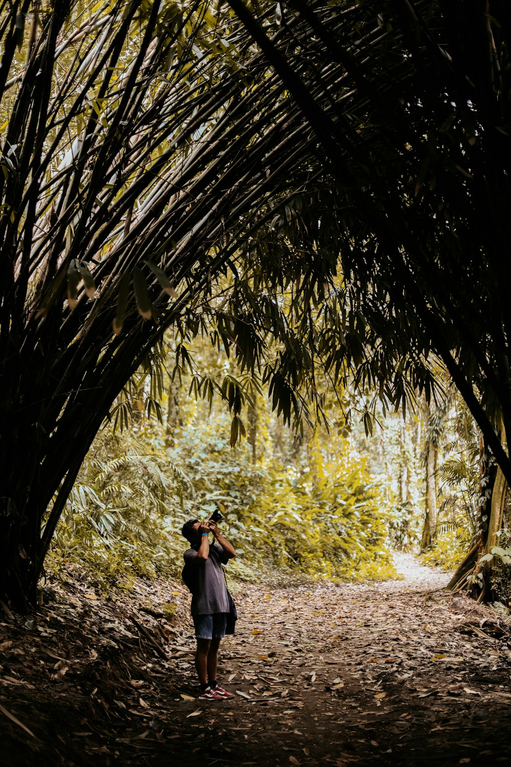 a person standing in the middle of a forest