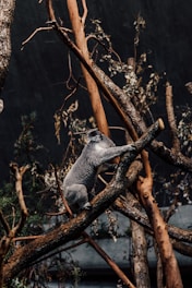 A friendly koala perched on a branch, symbolizing steady guidance through business challenges.