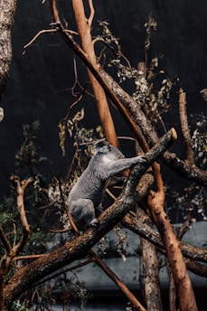 A friendly koala perched on a branch, symbolizing careful risk assessment.