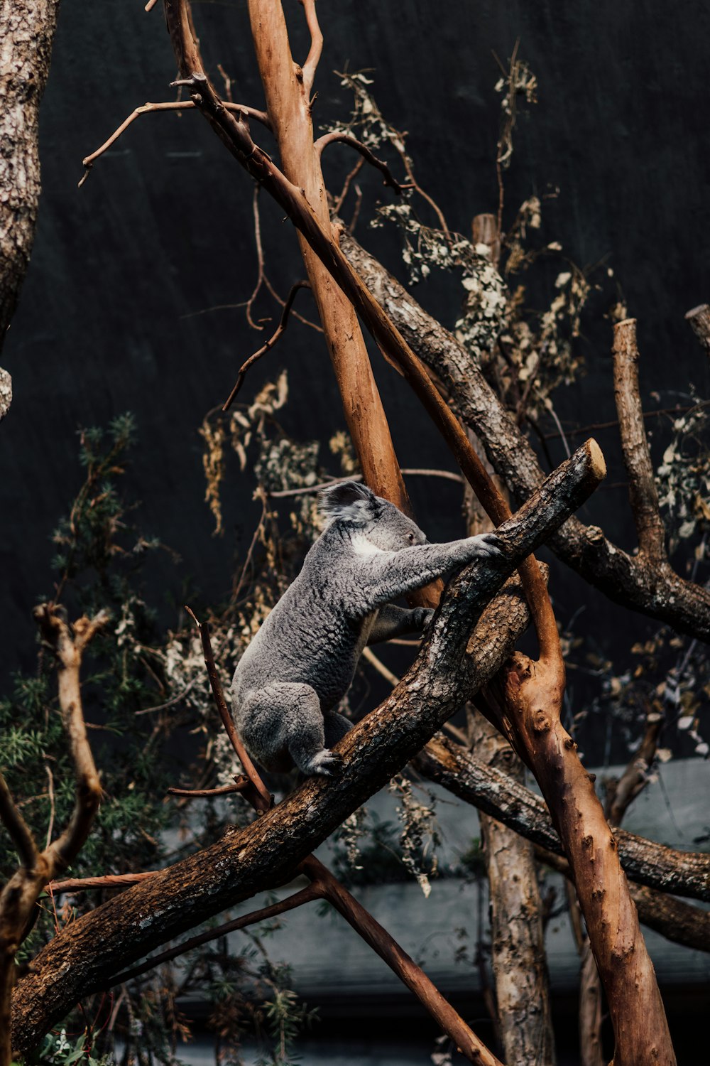 a koala is sitting on a tree branch