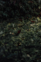 A lush, green aquatic landscape filled with abundant water plants. Two small birds with red heads and brown bodies are walking among the foliage. The setting has a dense cover of green leaves, possibly in a wetland or rainforest environment with a mixture of light and shadow giving a tranquil ambiance.