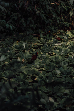 A lush, green aquatic landscape filled with abundant water plants. Two small birds with red heads and brown bodies are walking among the foliage. The setting has a dense cover of green leaves, possibly in a wetland or rainforest environment with a mixture of light and shadow giving a tranquil ambiance.