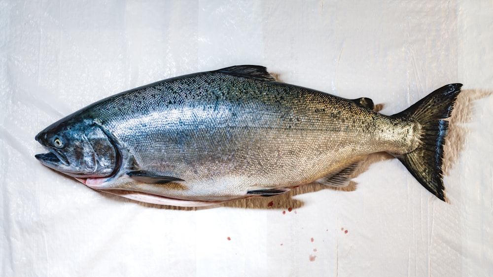 a fish that is laying on a white surface