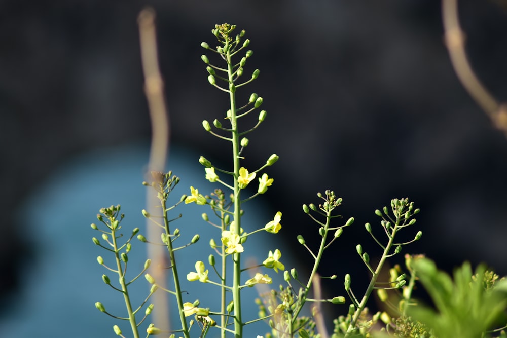 a close up of a plant with yellow flowers