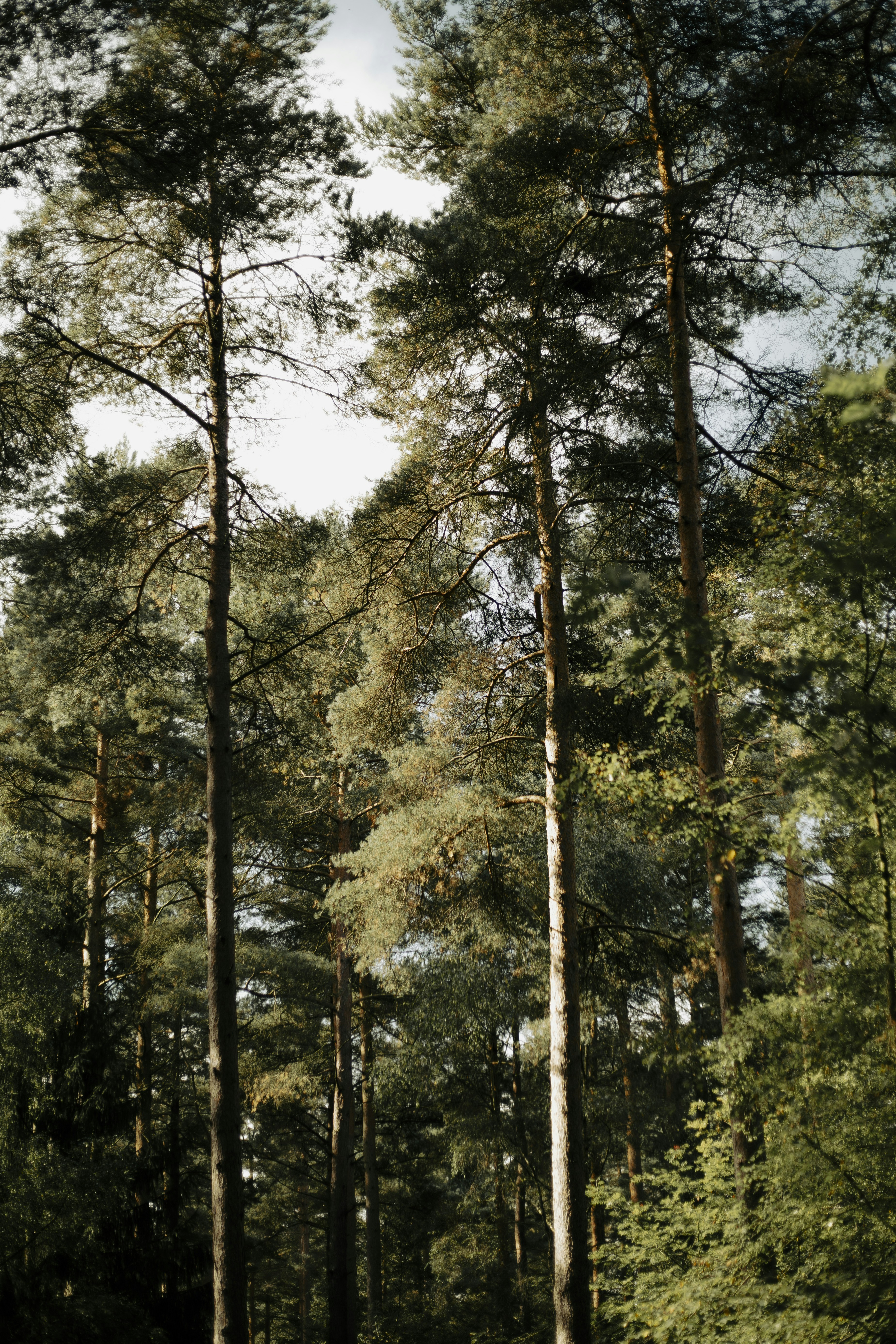 The Silent Forest Isn't So Silent After All (image credits: unsplash)