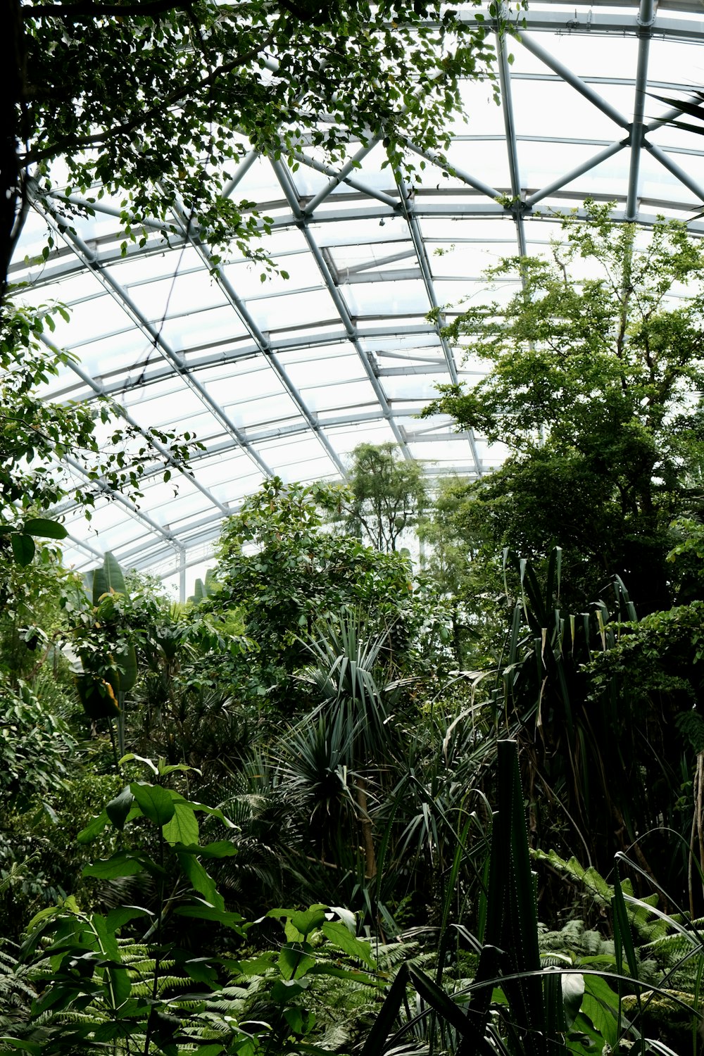 the inside of a greenhouse with lots of trees and plants