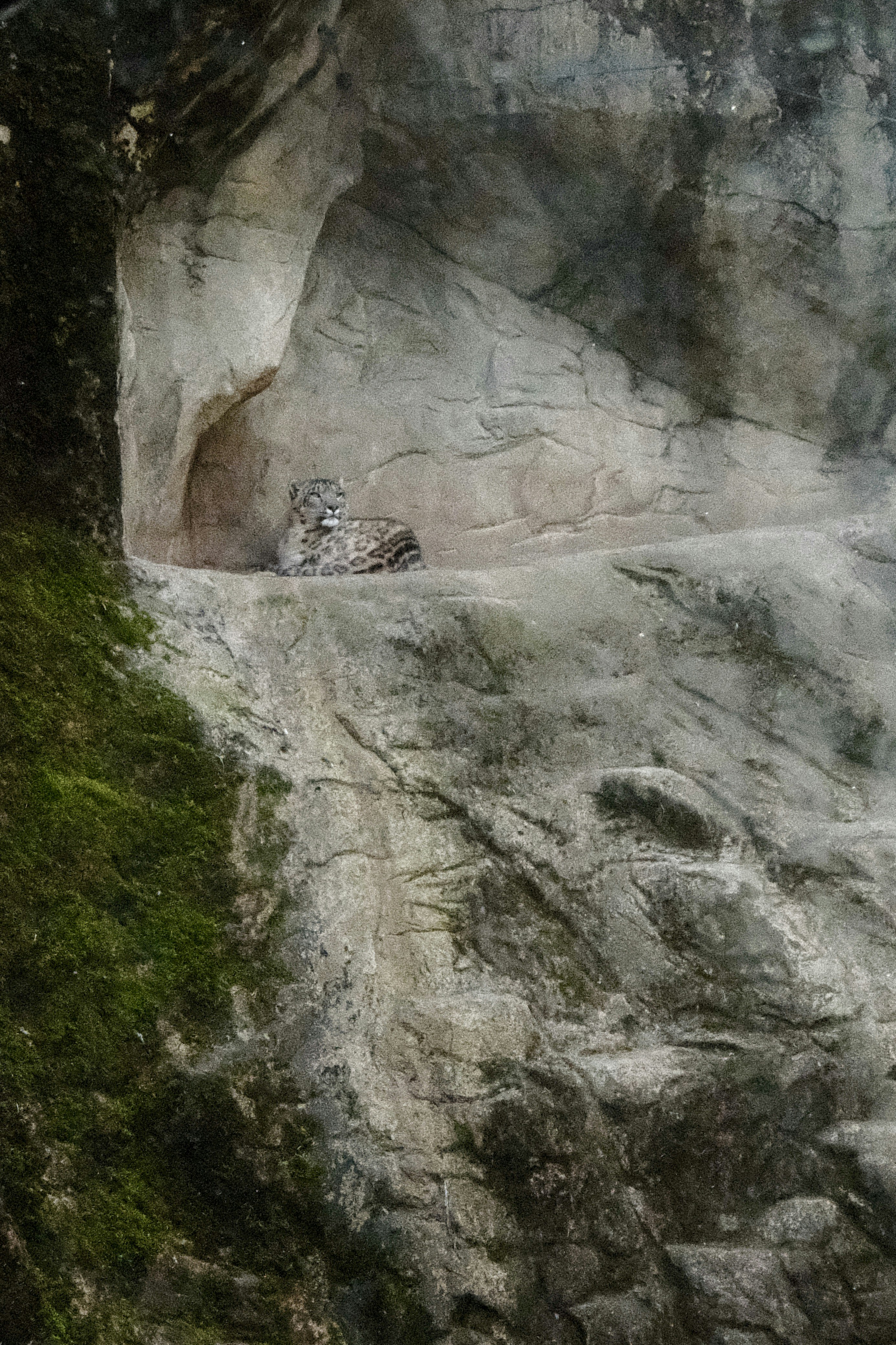 Snow Leopards’ Cliffside Acrobatics (image credits: unsplash)