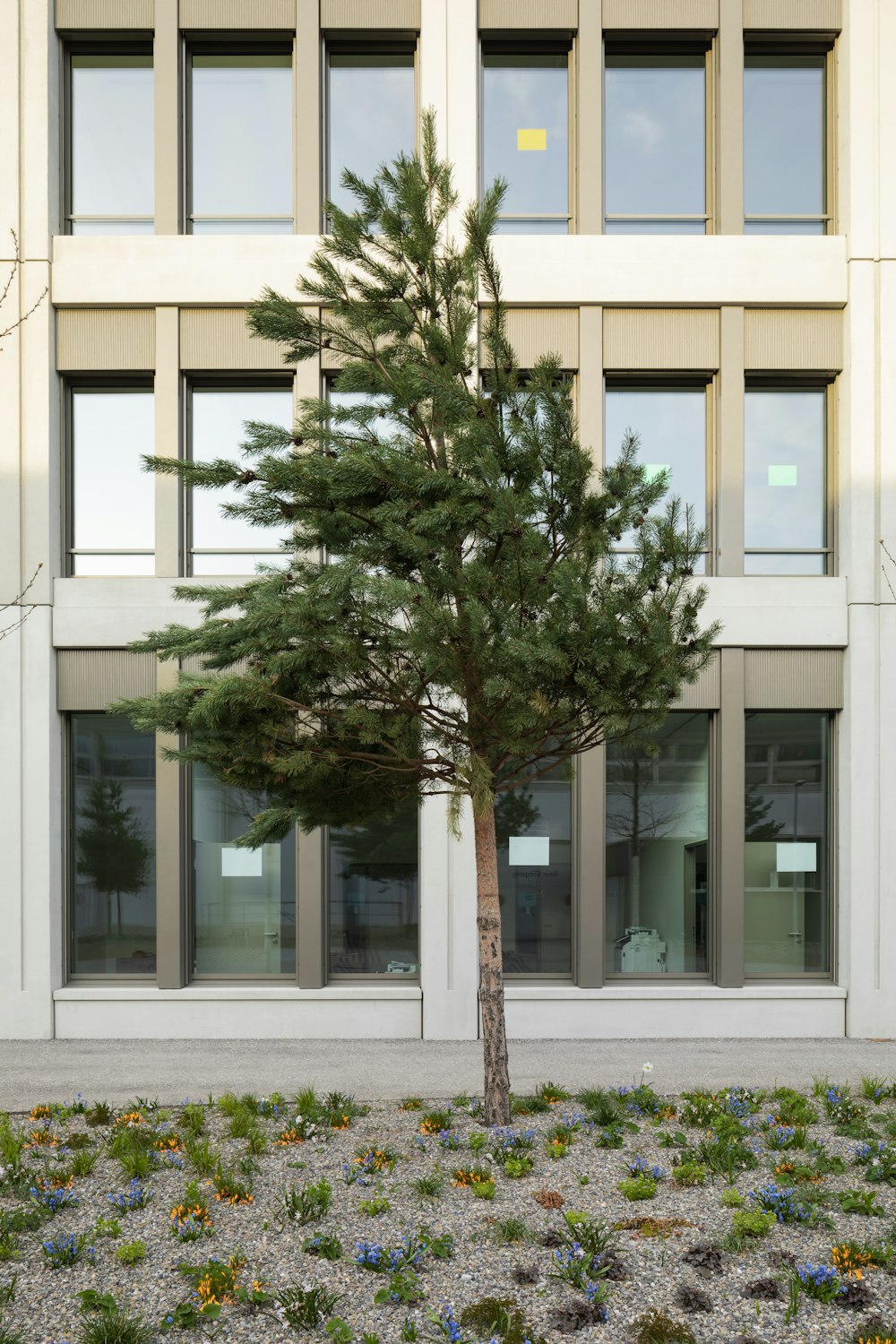 a small tree in front of a building