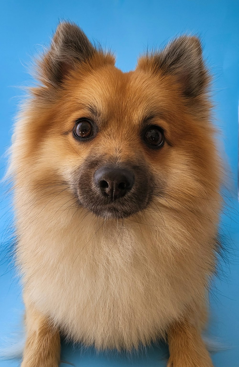 a small brown dog sitting on top of a blue table