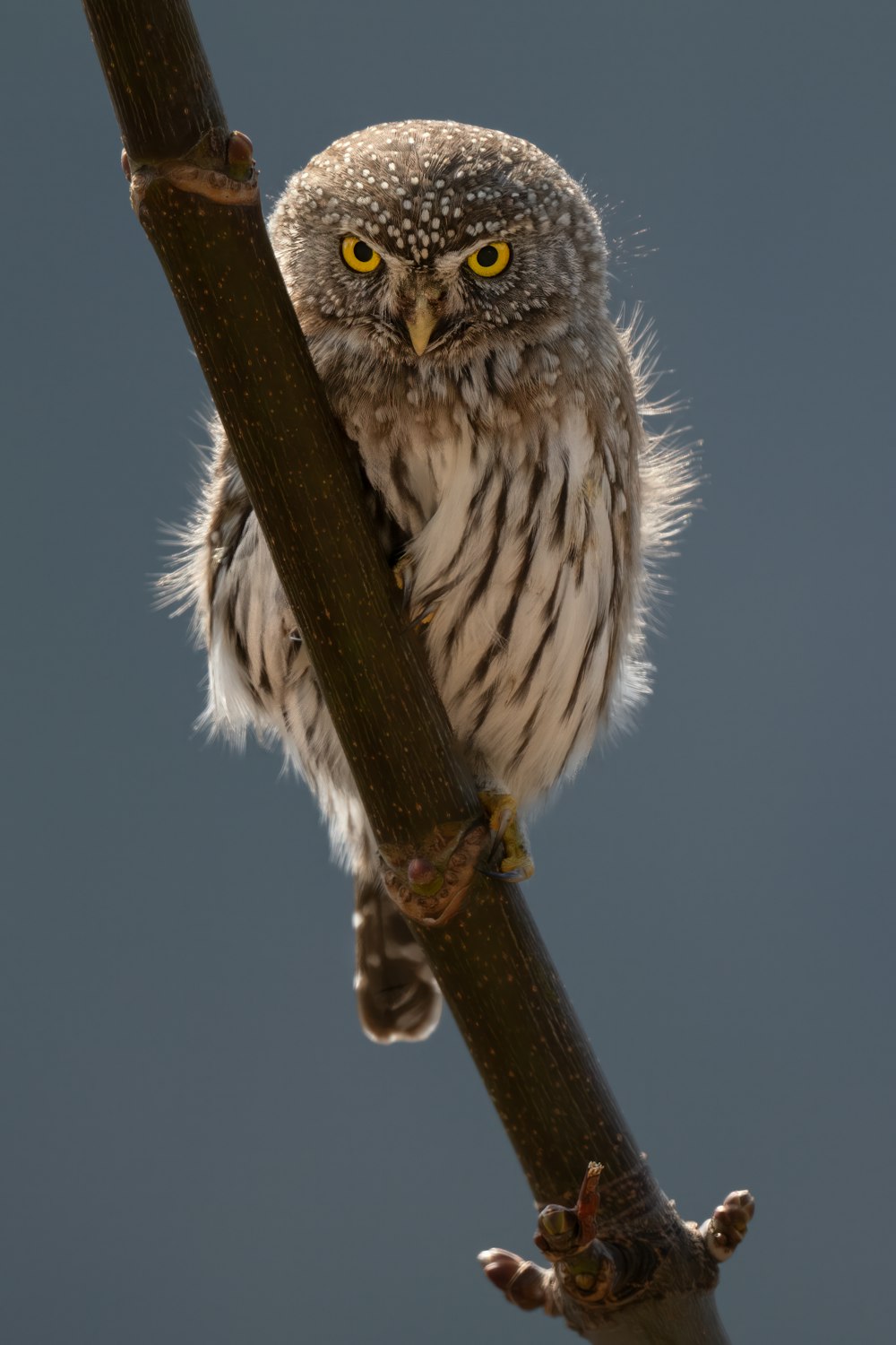 a small owl is perched on a branch