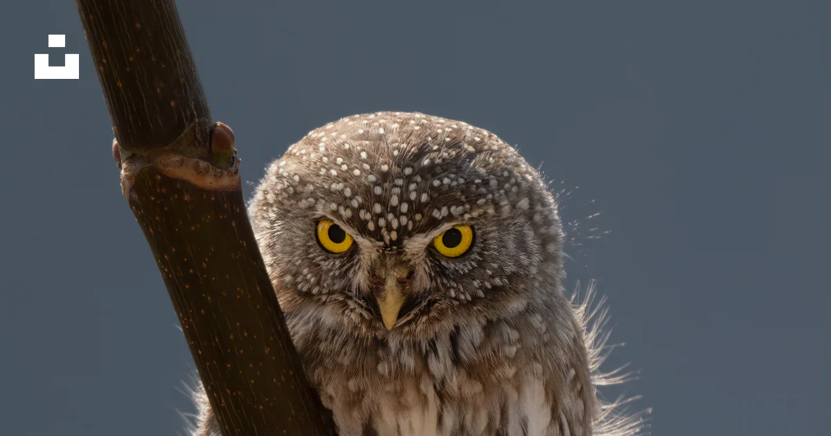 Foto Un pequeño búho está posado en una rama – Imagen Búhos gratis en ...
