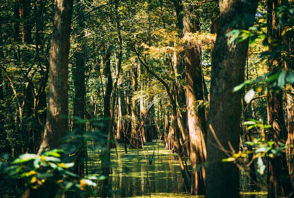 a body of water surrounded by trees in a forest