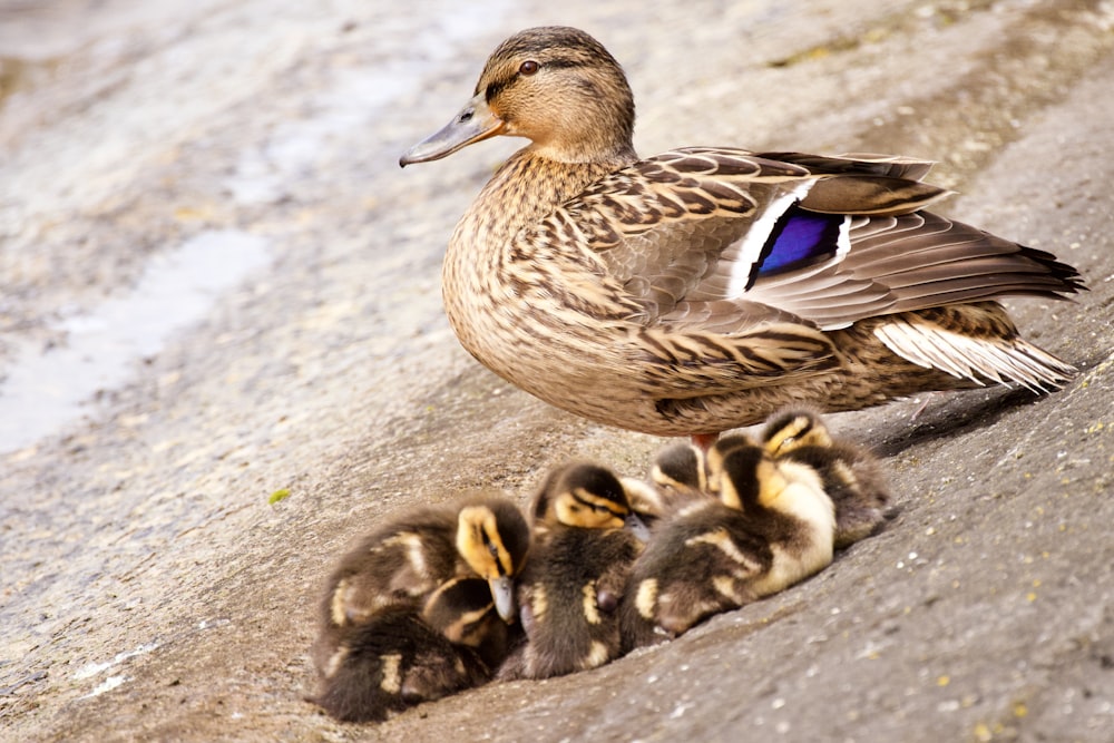 Una madre pato con sus patitos en el suelo