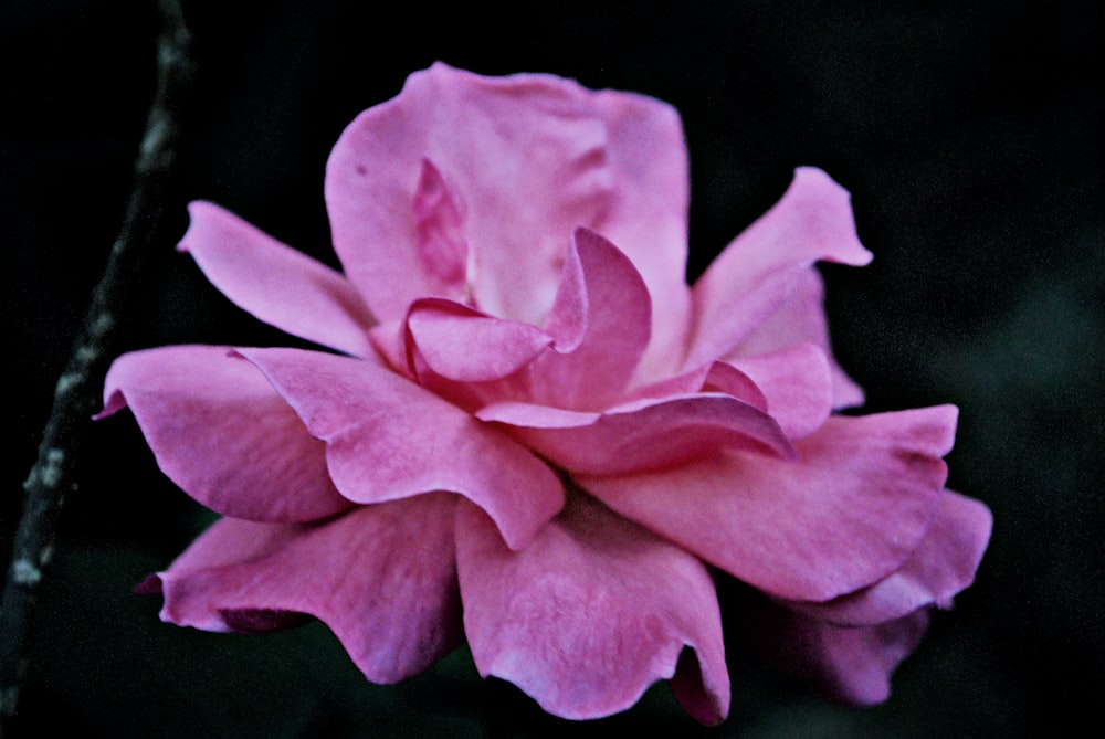 a close up of a pink flower on a black background