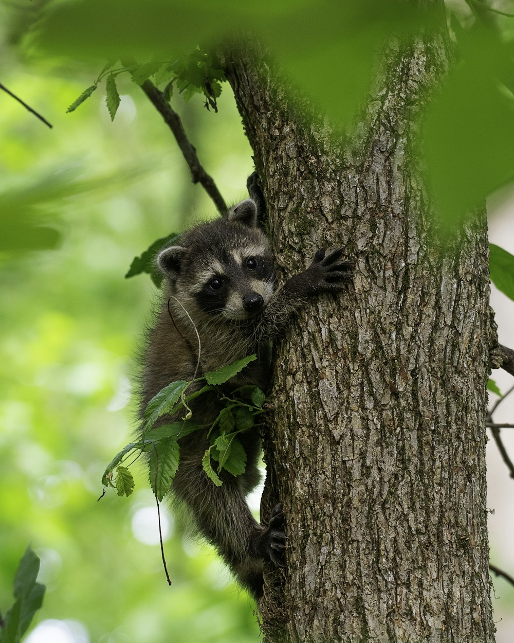 a raccoon climbing up the side of a tree