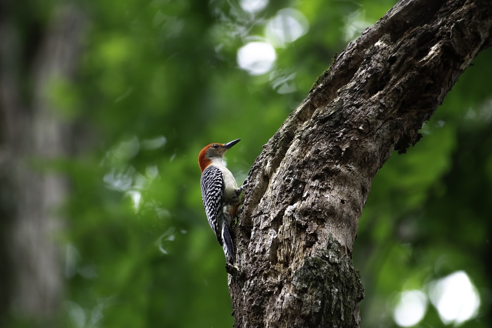 a red and white bird perched on a tree