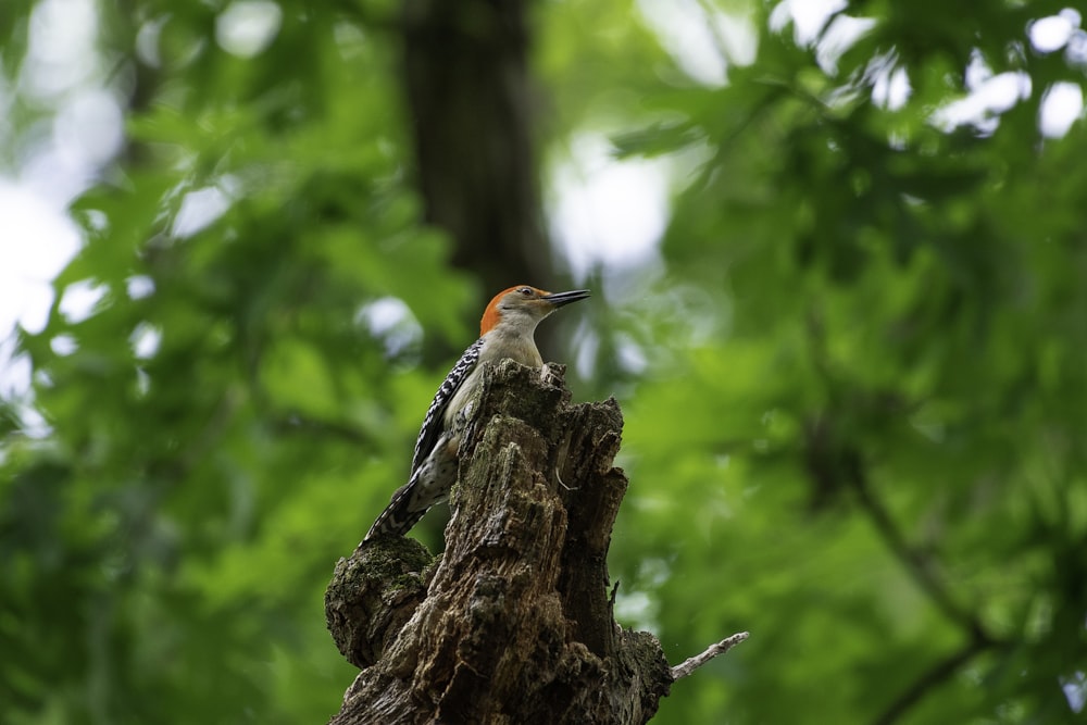 a small bird perched on a tree branch