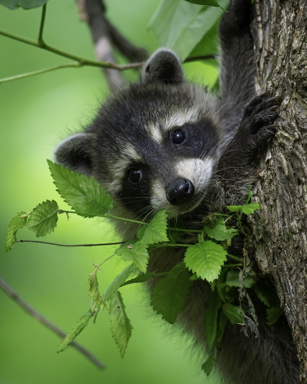 a raccoon is climbing up the side of a tree
