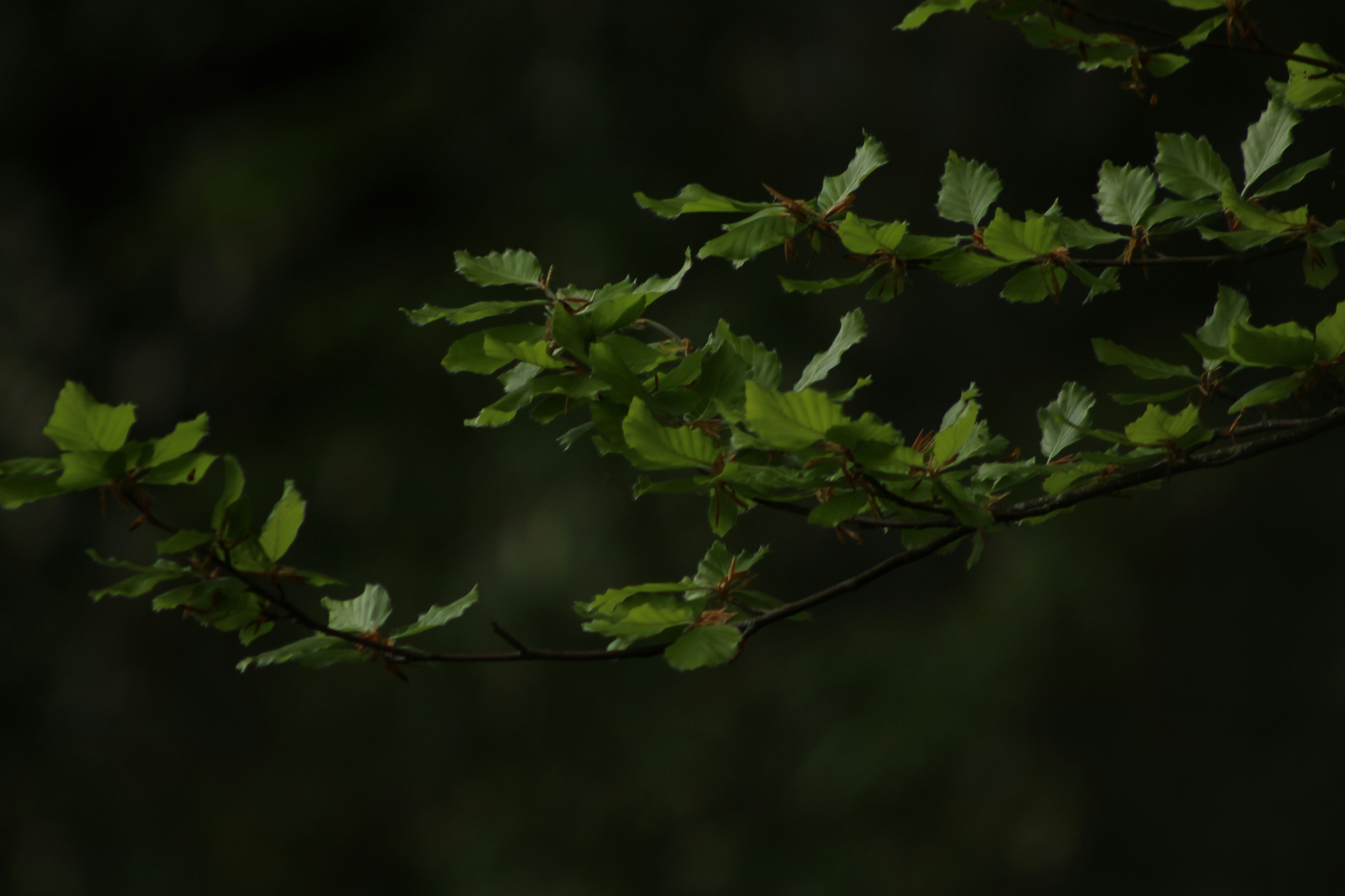 Overhanging tree