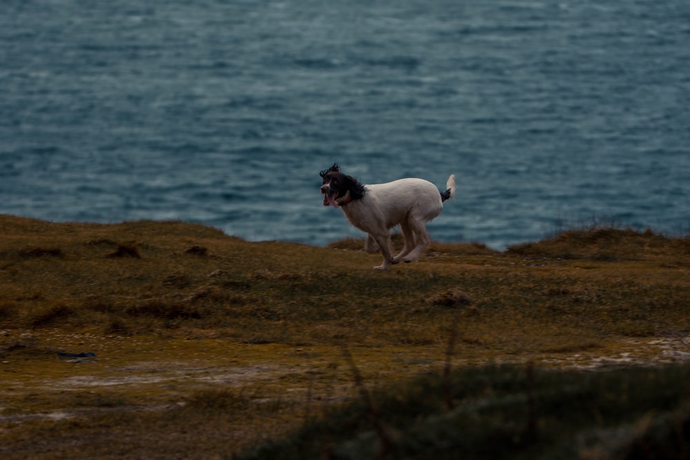 a dog is running on the grass by the water