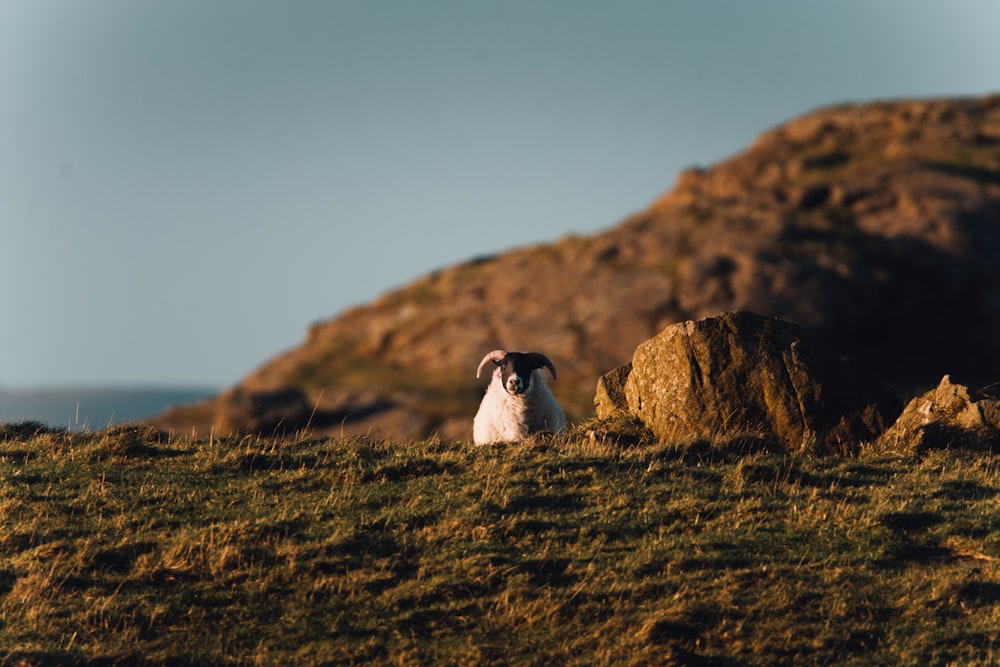 a sheep sitting on top of a grass covered hillside