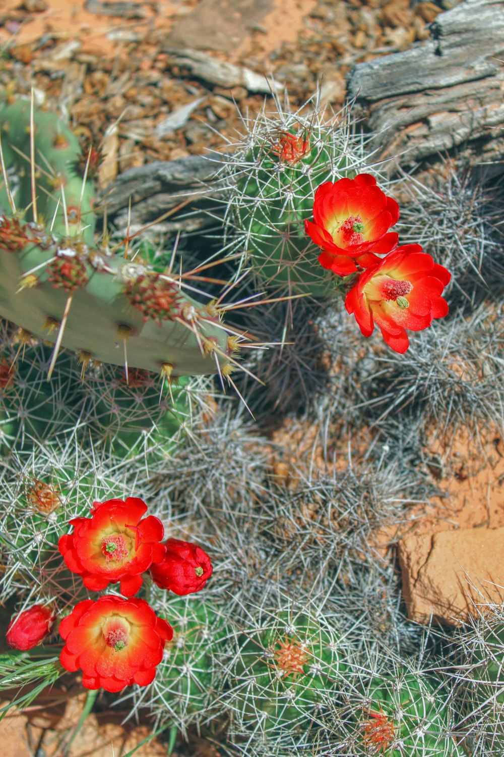 a cactus with red flowers in the desert