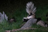 A humane skunk trap set carefully near a garden edge in a San Antonio backyard.