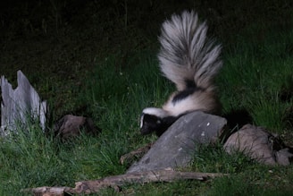 A skunk carefully relocated away from a suburban garden.