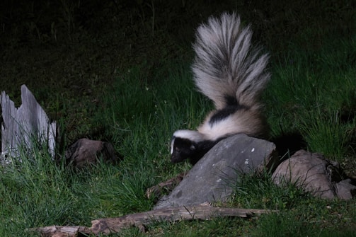 A skunk carefully relocated away from a suburban garden.