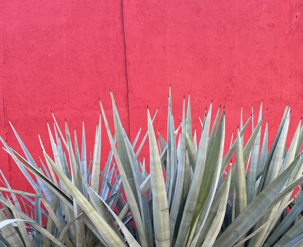a close up of a plant near a red wall