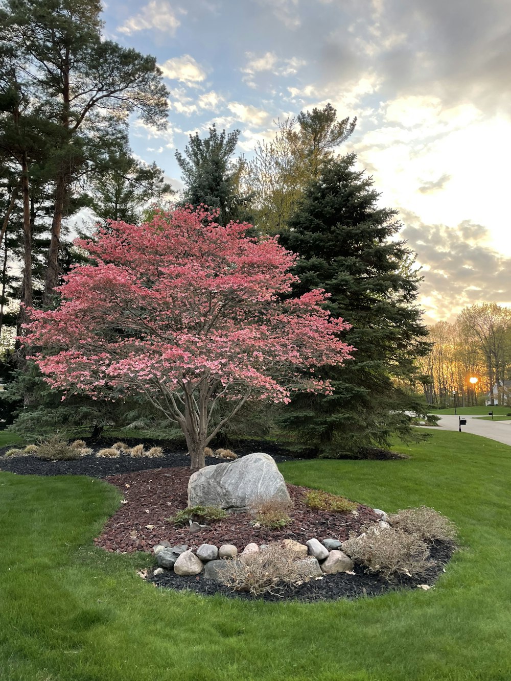 a tree in a park with a rock in the middle