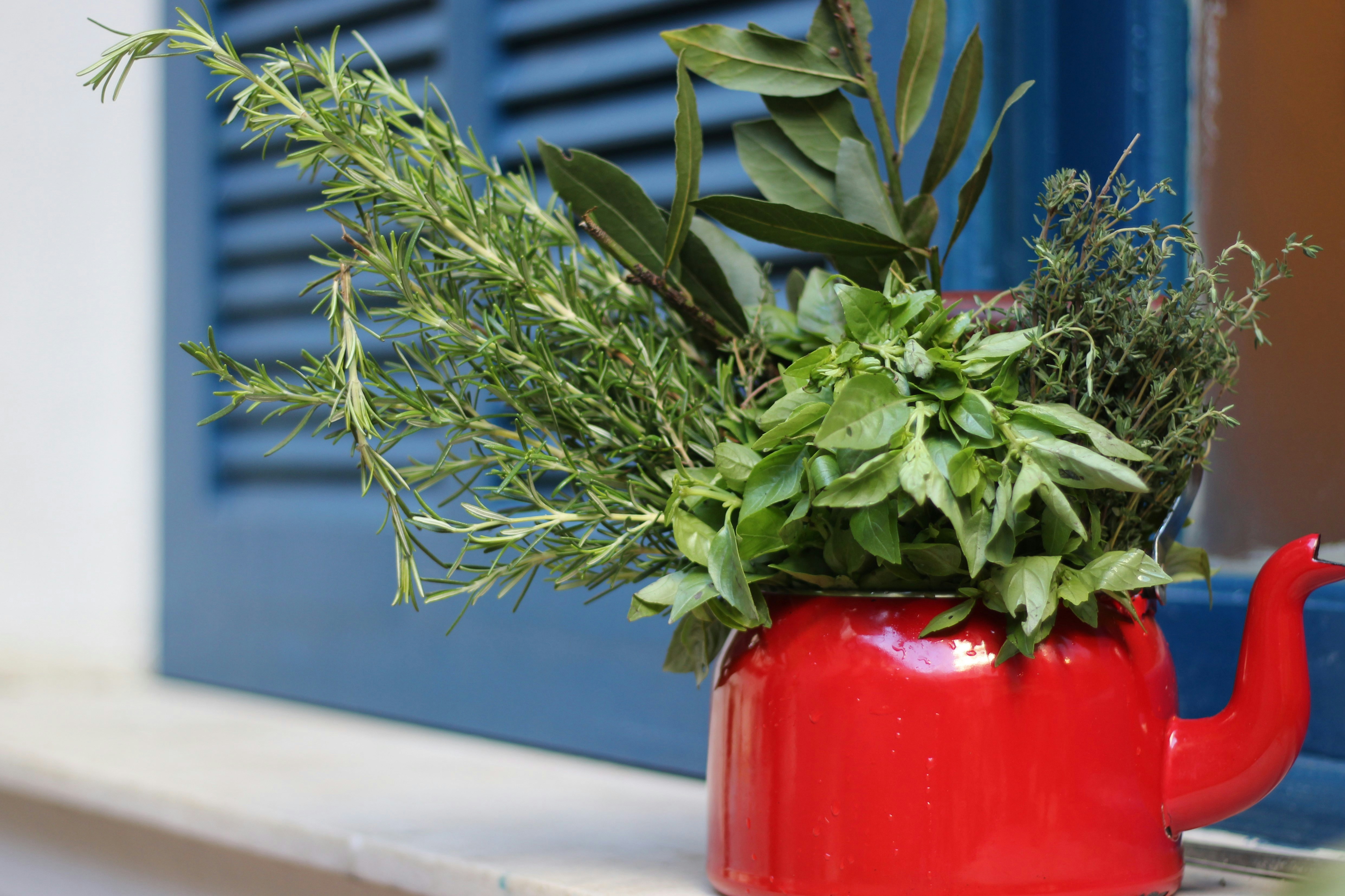 a red watering can with a plant in it