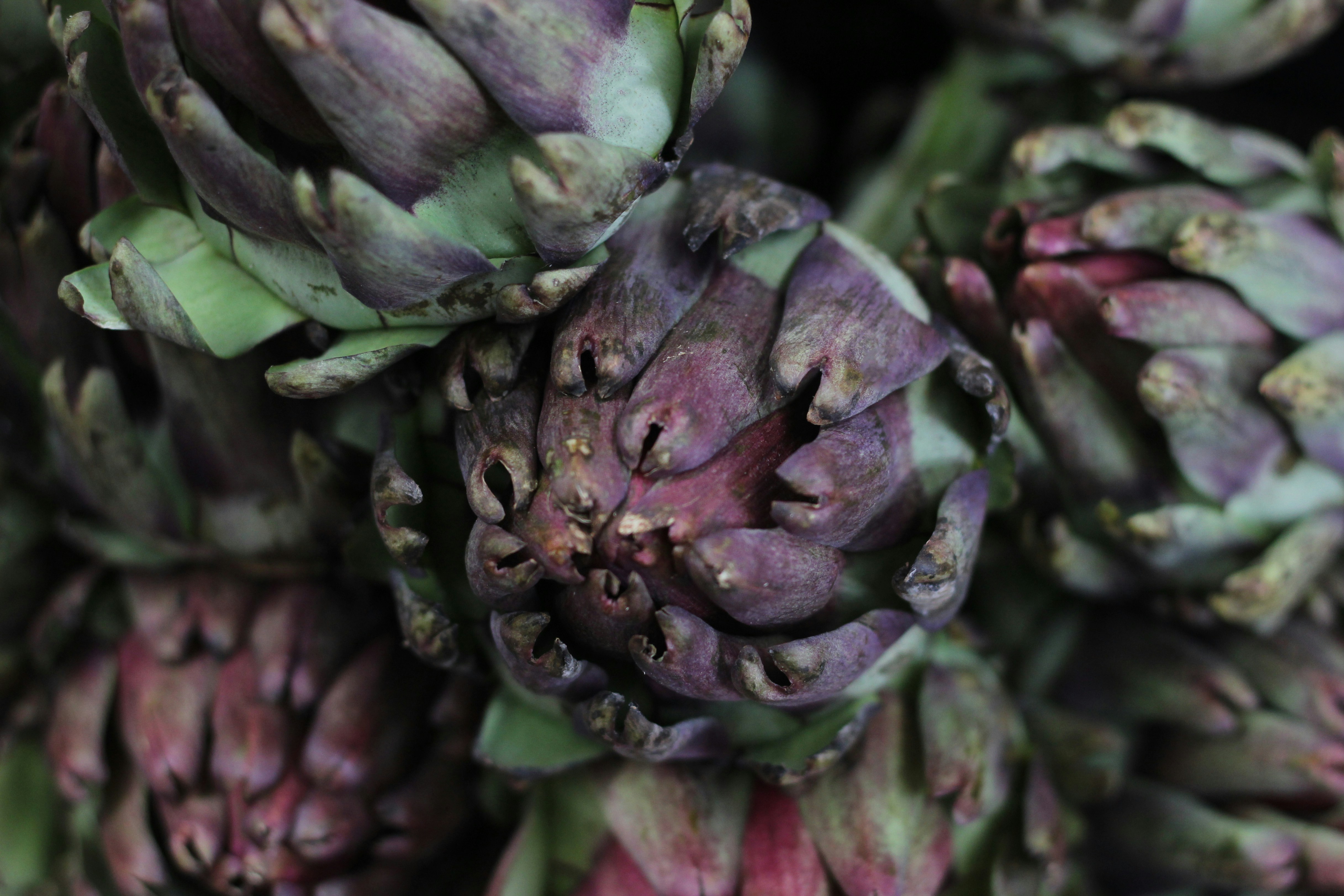 a bunch of green and purple bananas