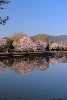 Cherry blossoms framing a tranquil riverbank, inviting peaceful strolls